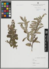 Foto von Salix alba L.